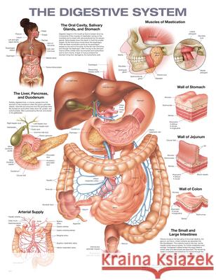 The Digestive System Anatomical Chart Anatomical Chart Company 9781975243265