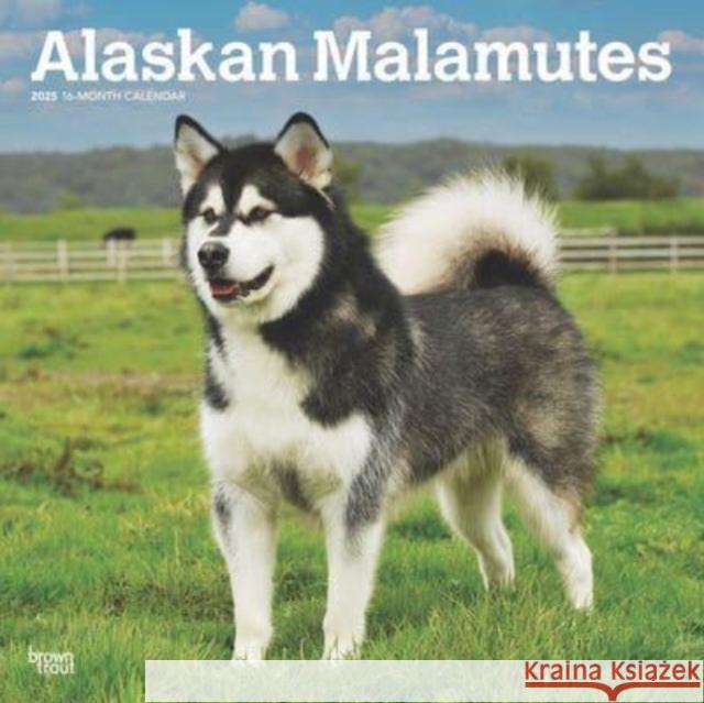 Alaskan Malamutes 2025 12 X 24 Inch Monthly Square Wall Calendar Plastic-Free Browntrout 9781975476489