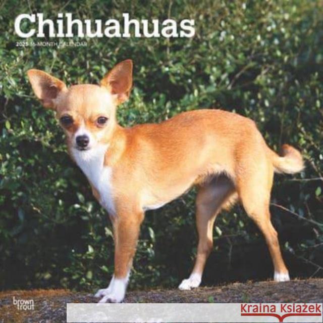 Chihuahuas 2025 12 X 24 Inch Monthly Square Wall Calendar Plastic-Free Browntrout 9781975476847