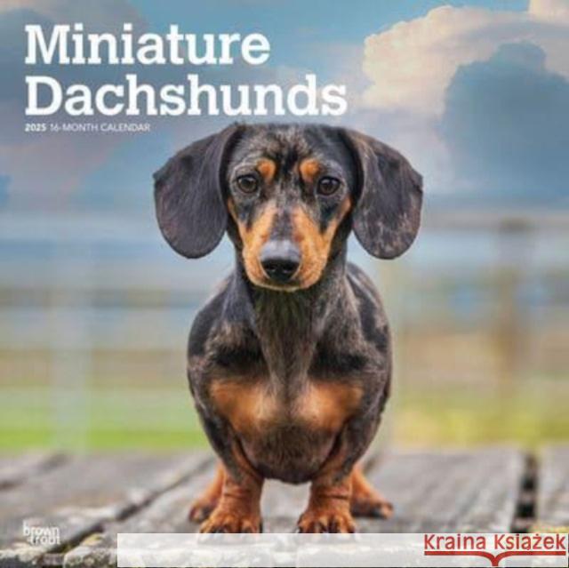 Miniature Dachshunds 2025 12 X 24 Inch Monthly Square Wall Calendar Plastic-Free Browntrout 9781975476922