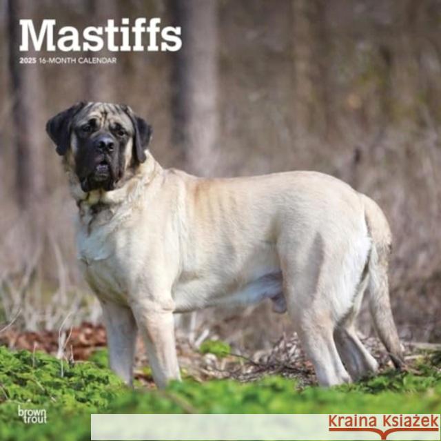 Mastiffs 2025 12 X 24 Inch Monthly Square Wall Calendar Plastic-Free Browntrout 9781975477417