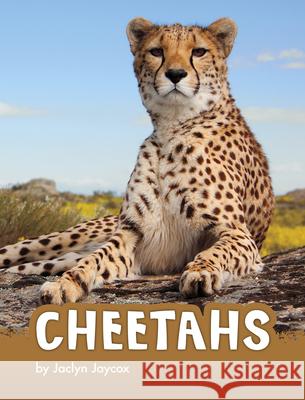 Cheetahs Jaclyn Jaycox 9781977123145 Pebble Books