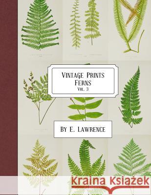 Vintage Prints: Ferns: Vol. 3 E. Lawrence 9781987652659 Createspace Independent Publishing Platform