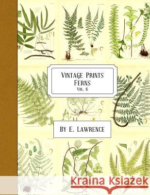 Vintage Prints: Ferns: Vol. 6 E. Lawrence 9781987710069 Createspace Independent Publishing Platform