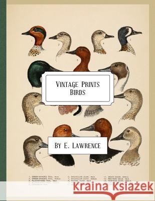 Vintage Prints: Birds E. Lawrence 9781987746136 Createspace Independent Publishing Platform