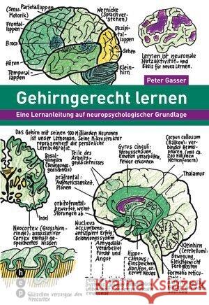 Gehirngerecht lernen : Eine Lernanleitung auf neuropsychologischer Grundlage Gasser, Peter 9783039055845 hep Verlag