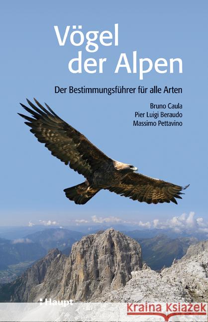 Vögel der Alpen : Der Bestimmungsführer für alle Arten Caula, Bruno Beraudo, Pier L. Pettavino, Massimo 9783258075976 Haupt