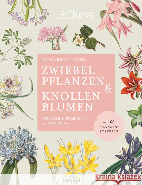 Zwiebelpflanzen & Knollenblumen Wilford, Richard 9783258081939 Haupt