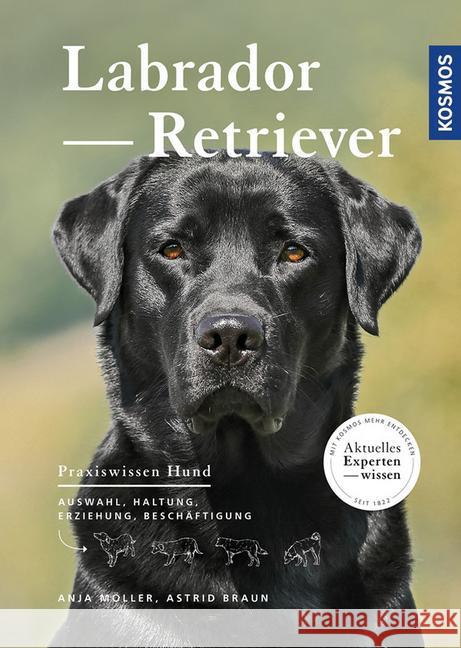 Labrador Retriever : Auswahl, Haltung, Erziehung, Beschäftigung Braun, Astrid; Möller, Anja 9783440149355