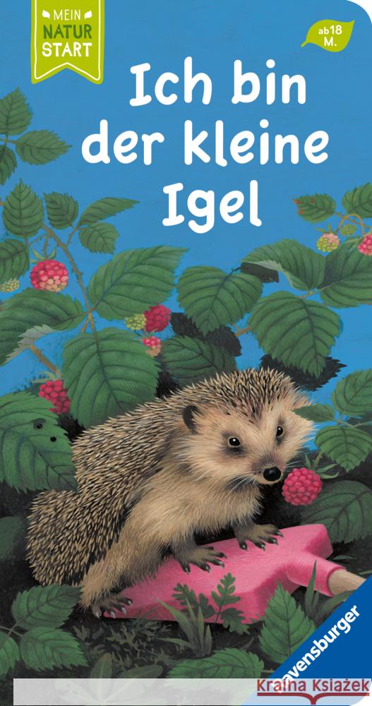 Ich bin der kleine Igel Stottele, Gisela 9783473418435