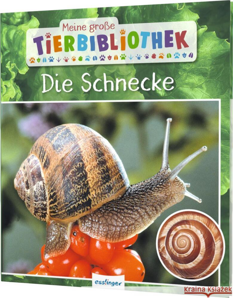 Meine große Tierbibliothek: Die Schnecke Starosta, Paul 9783480236589 Esslinger in der Thienemann-Esslinger Verlag 