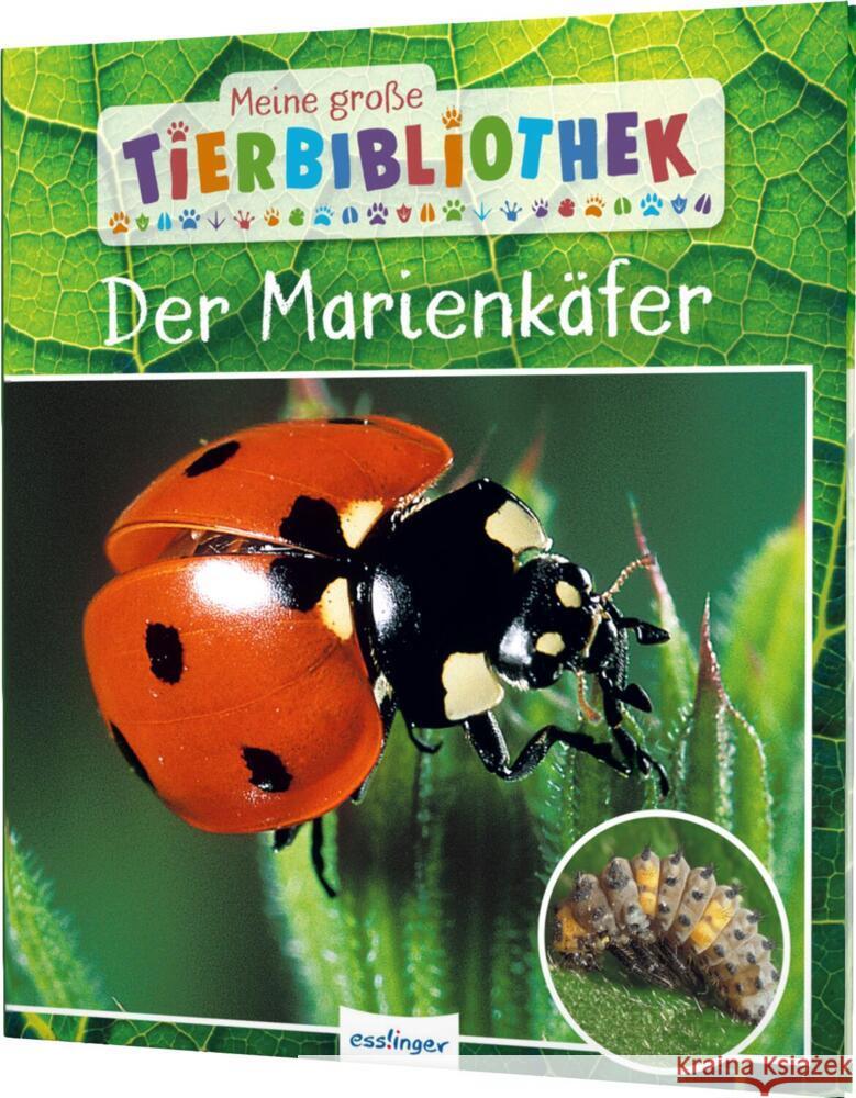 Meine große Tierbibliothek: Der Marienkäfer Tracqui, Valérie 9783480237470 Esslinger in der Thienemann-Esslinger Verlag 