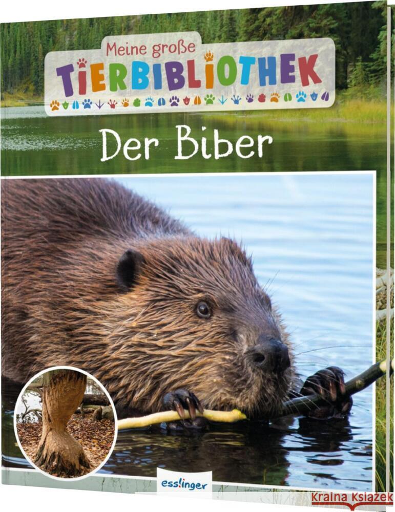 Meine große Tierbibliothek: Der Biber Gutjahr, Axel 9783480239429