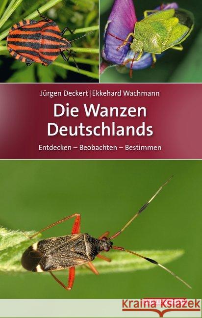 Die Wanzen Deutschlands : Entdecken - Beobachten - Bestimmen Deckert, Jürgen; Wachmann, Ekkehard 9783494016368 Quelle & Meyer