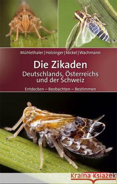 Die Zikaden Deutschlands, Österreichs und der Schweiz : Entdecken - Beobachten - Bestimmen Mühlethaler, Roland; Holzinger, Werner; Nickel, Herbert 9783494016481