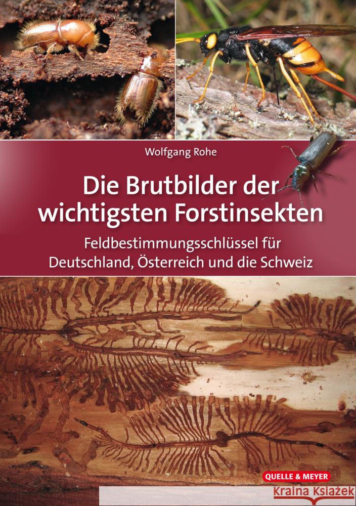 Die Brutbilder der wichtigsten Forstinsekten Rohe, Wolfgang 9783494019758