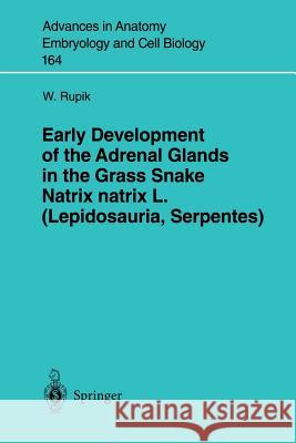 Early Development of the Adrenal Glands in the Grass Snake Natrix Natrix L. (Lepidosauria, Serpentes) Rupik, W. 9783540431657 Springer Berlin Heidelberg