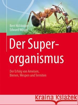 Der Superorganismus: Der Erfolg Von Ameisen, Bienen, Wespen Und Termiten Afflerbach, Kerstin 9783662461853 Springer Spektrum