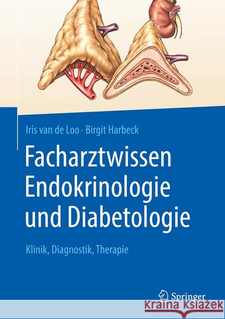 Facharztwissen Endokrinologie Und Diabetologie: Klinik, Diagnostik, Therapie Van de Loo, Iris 9783662588963 Springer