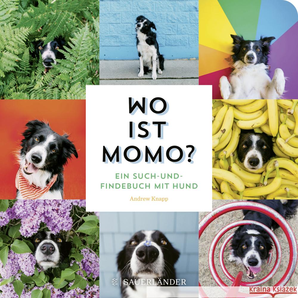 Wo ist Momo? Knapp, Andrew 9783737359313