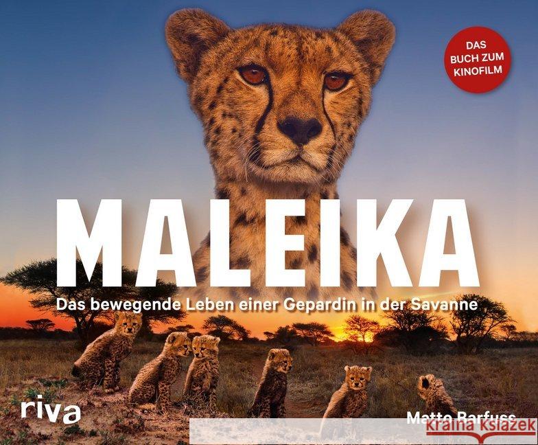 Maleika : Das bewegende Leben einer Gepardin in der Savanne. Das Buch zum Kinofilm Barfuss, Matto 9783742303813