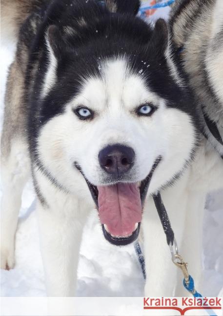 Schau mir in die Augen, Mensch! : Aus dem Leben einer huskyverrückten Familie Frey, Jacky 9783745084818