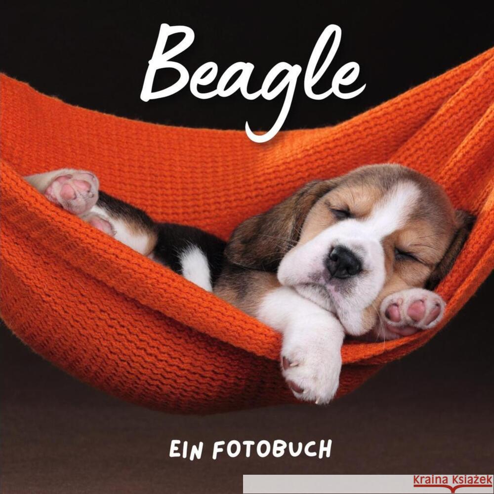 Beagle Hübsch, Bibi 9783750514362 27amigos