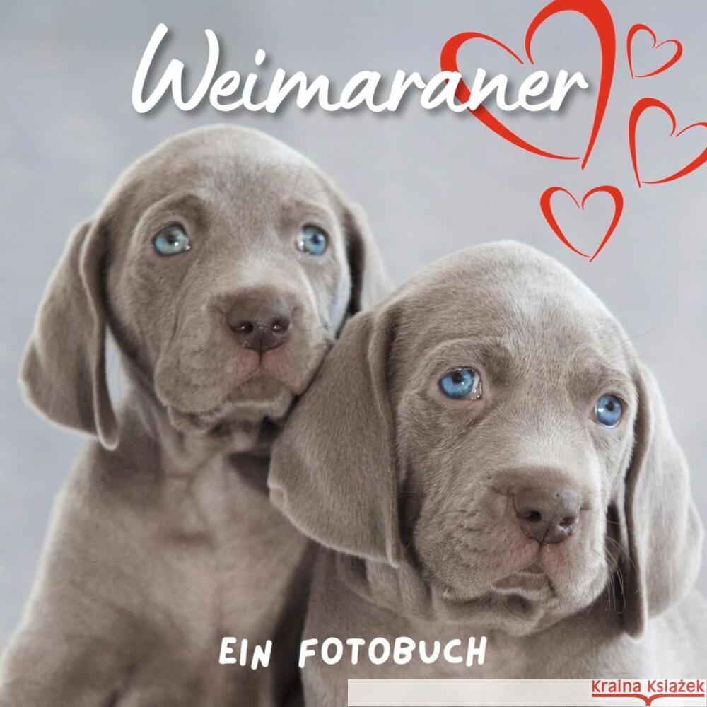 Weimaraner Hübsch, Bibi 9783750515840