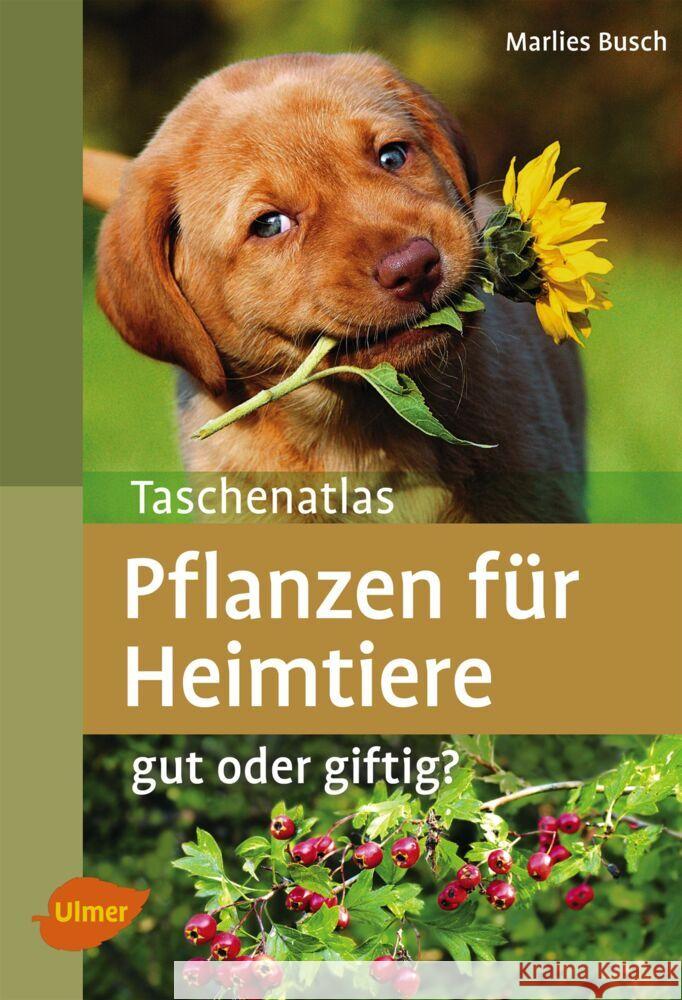 Taschenatlas Pflanzen für Heimtiere : Gut oder giftig? Busch, Marlies 9783800180967 Ulmer (Eugen)