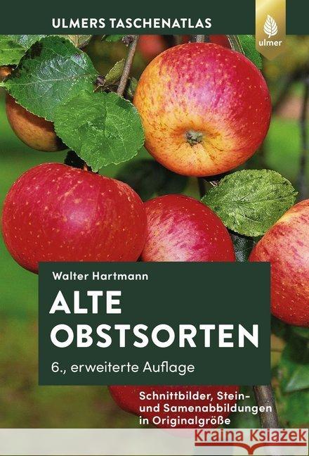 Alte Obstsorten : Schnittbilder, Stein- und Samenabbildungen in Originalgröße Hartmann, Walter 9783818609535