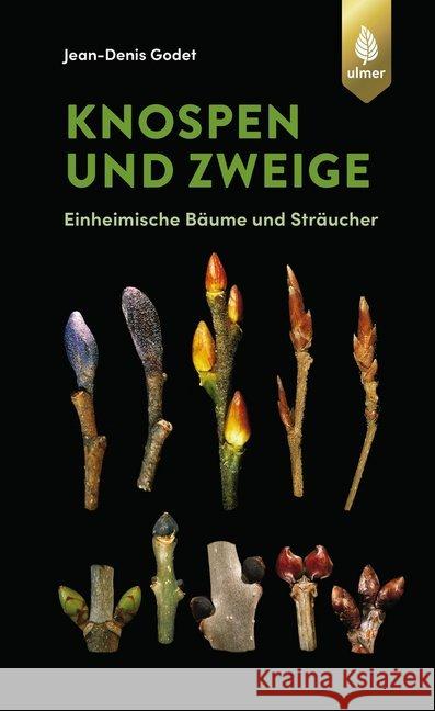 Knospen und Zweige : Einheimische Bäume und Sträucher Godet, Jean-Denis 9783818609641
