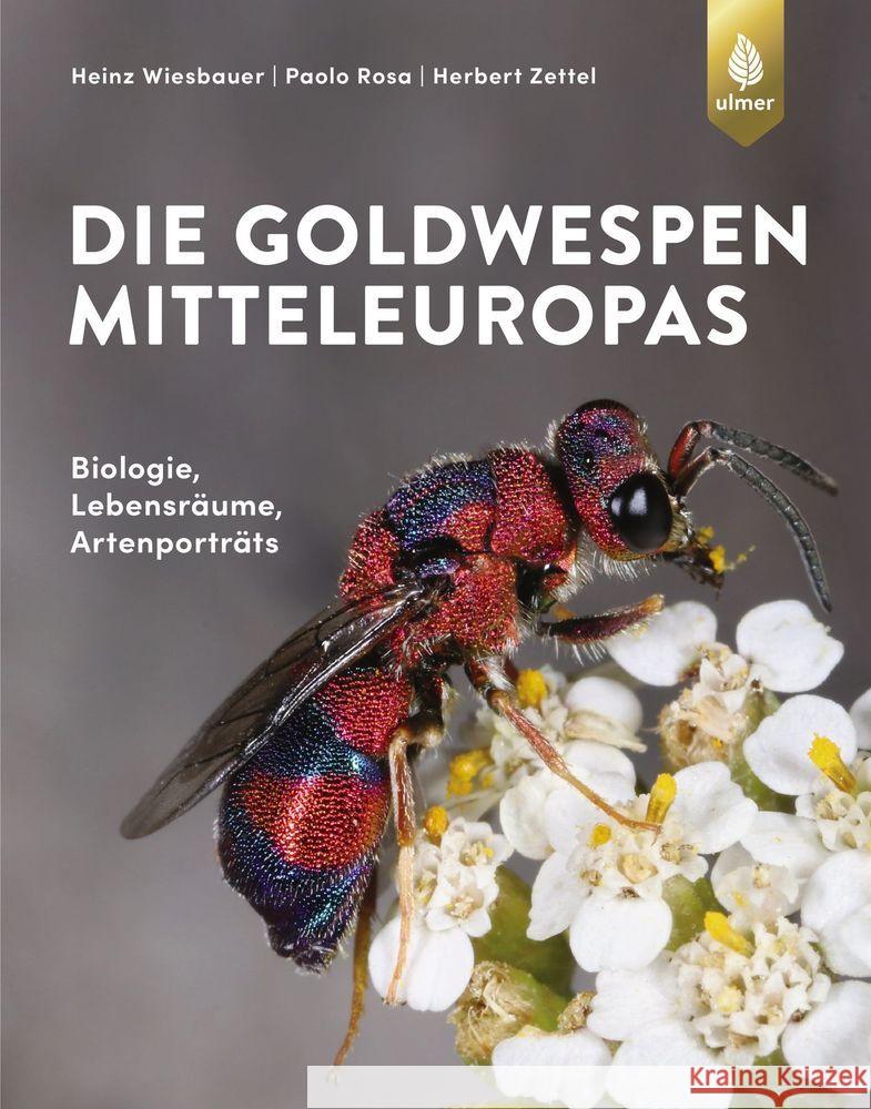 Die Goldwespen Mitteleuropas Wiesbauer, Heinz, Rosa, Paolo, Zettel, Herbert 9783818611491 Verlag Eugen Ulmer