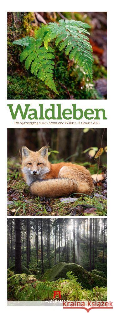 Waldleben - Ein Spaziergang durch heimische Wälder Triplet-Kalender 2025 Ackermann Kunstverlag 9783838425368