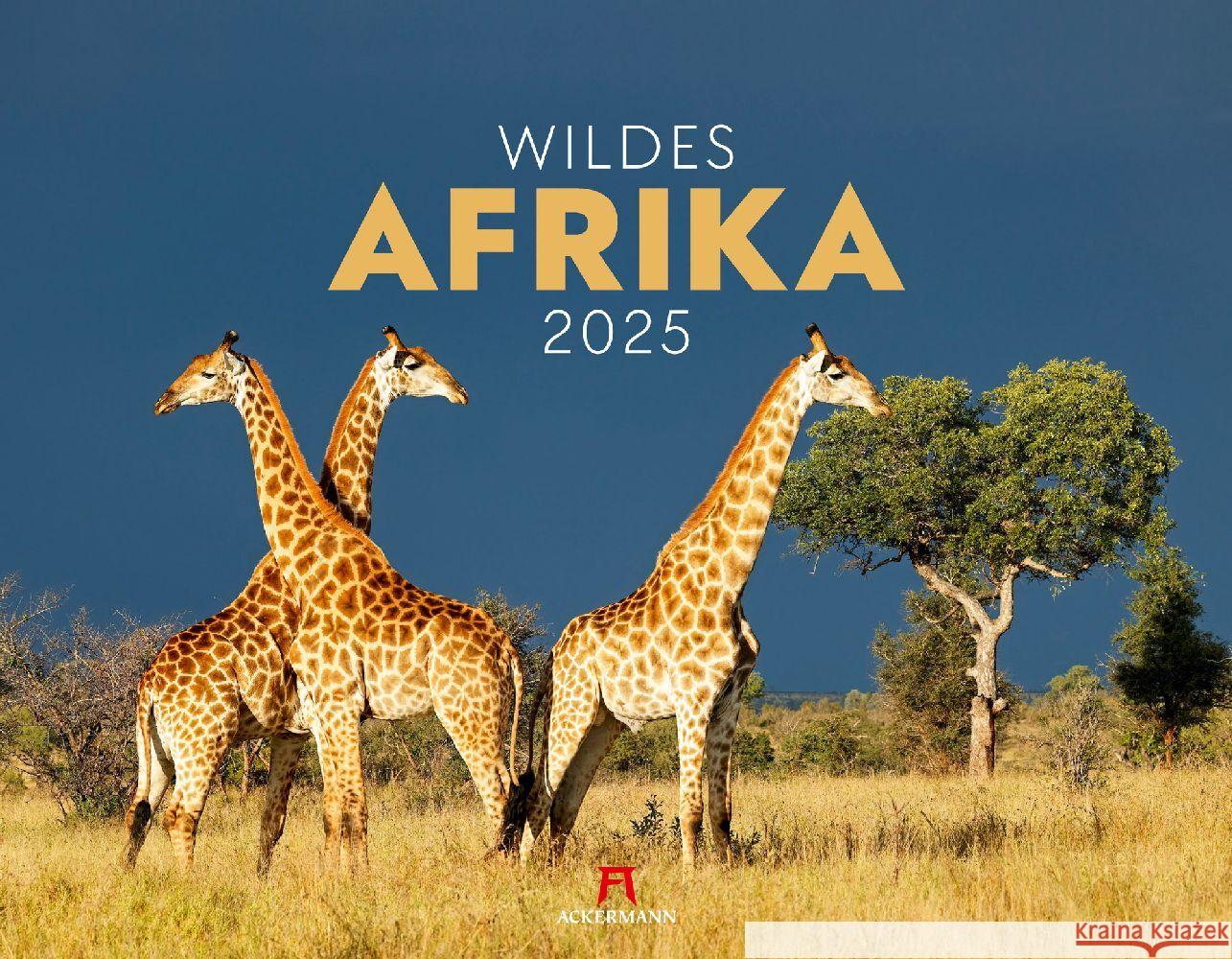 Wildes Afrika Kalender 2025 Ackermann Kunstverlag 9783838425900