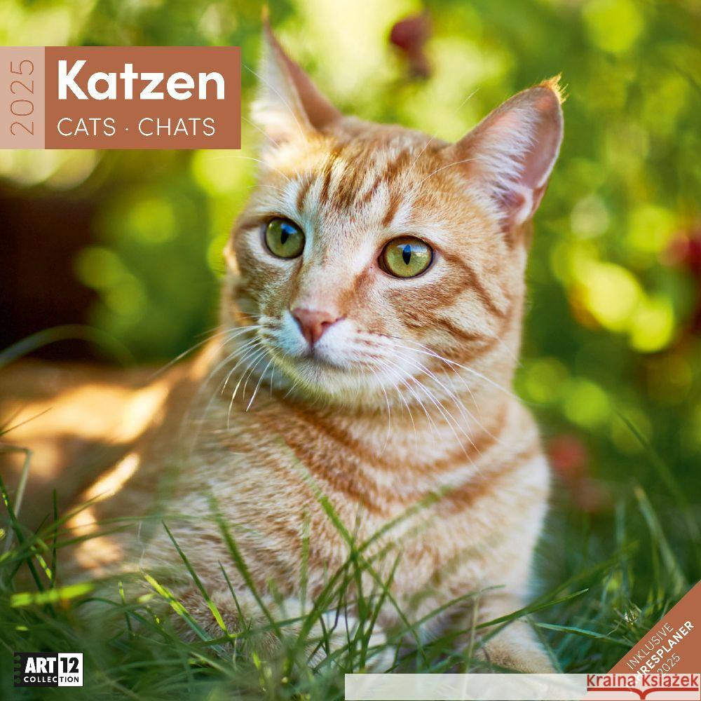 Katzen Kalender 2025 - 30x30 Ackermann Kunstverlag 9783838445205