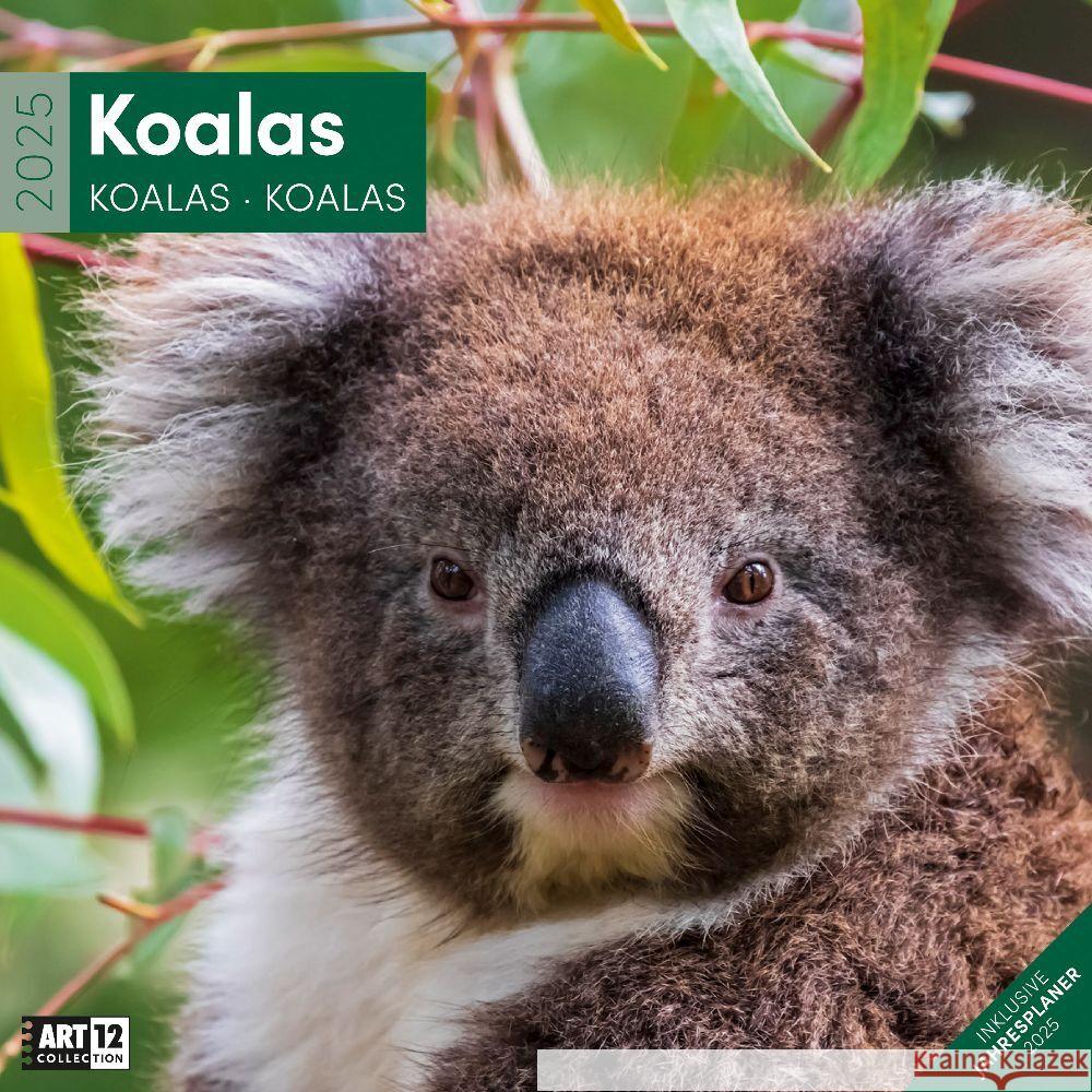 Koalas Kalender 2025 - 30x30 Ackermann Kunstverlag 9783838445229