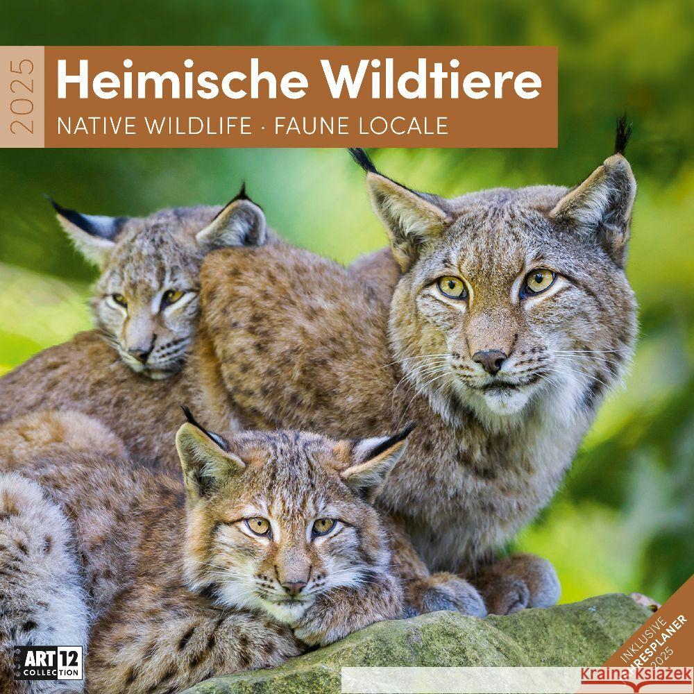 Heimische Wildtiere Kalender 2025 - 30x30 Ackermann Kunstverlag 9783838445267