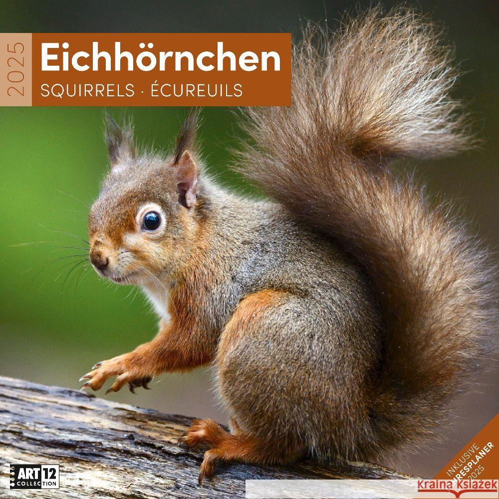 Eichhörnchen Kalender 2025 - 30x30 Ackermann Kunstverlag 9783838445311