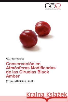 Conservación en Atmósferas Modificadas de las Ciruelas Black Amber Calín Sánchez Ángel 9783846578803 Editorial Acad Mica Espa Ola