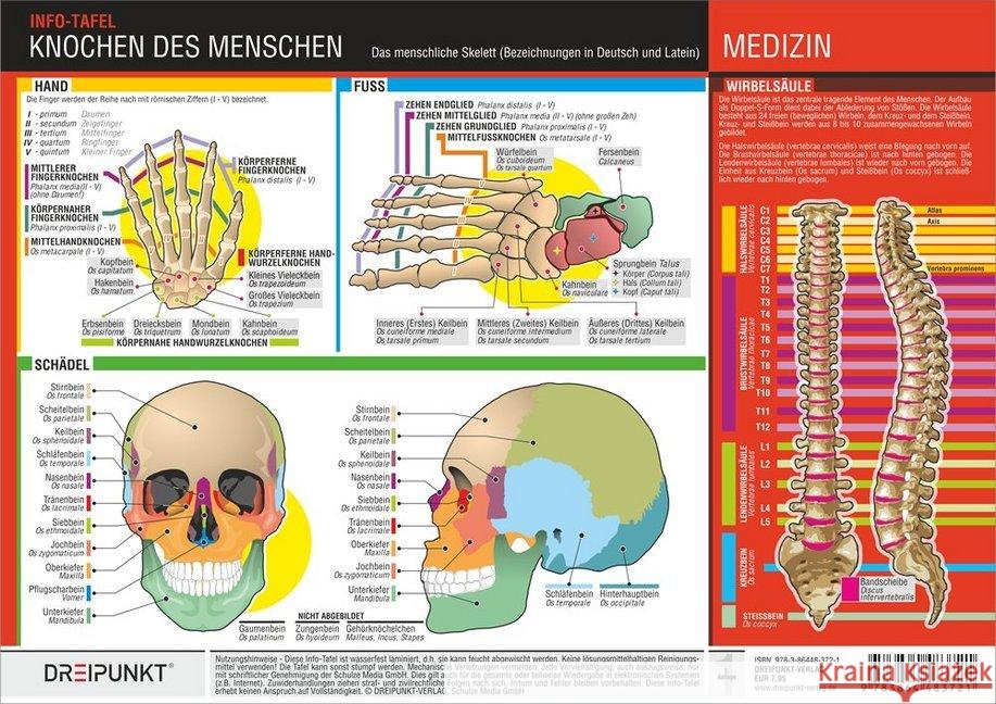 Knochen des Menschen, 1 Info-Tafel : Das menschliche Skelett (Bezeichnungen in Deutsch und Latein) Schulze, Michael 9783864483721