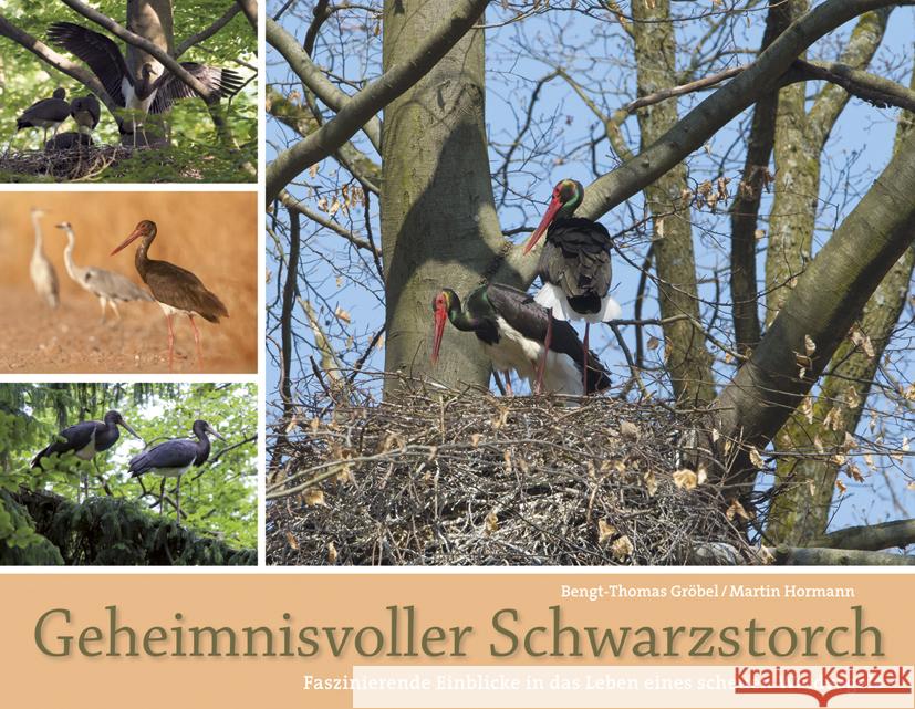 Geheimnisvoller Schwarzstorch : Faszinierende Einblicke in das Leben eines scheuen Waldvogels Gröbel, Bengt-Thomas; Hormann, Martin 9783891047866