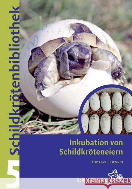 Inkubation von Schildkröteneiern Hennig, Andreas S. 9783899735055 Chimaira