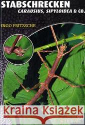 Stabschrecken : Carausius, Sipyloidea & Co. Fritzsche, Ingo   9783937285849 Natur und Tier-Verlag