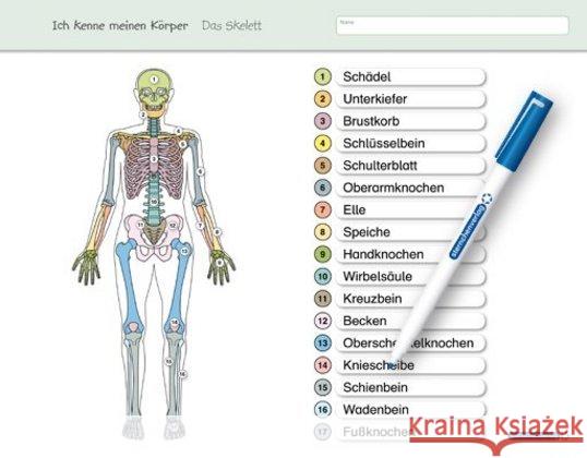 Ich kenne meinen Körper - Das Skelett : für die 3. bis 6. Klasse - Stabile wiederbeschreibbare Lernvorlage im großen Format 32,5 x 25 cm (Vorder- und Rückseite) mit Spezialstift - trocken abwischbar o Langhans, Katrin 9783939293330