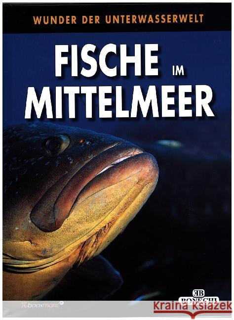 Fische im Mittelmeer : Wunder der Unterwasserwelt Ghisotti, Andrea 9783944027357 PiBoox Verlag