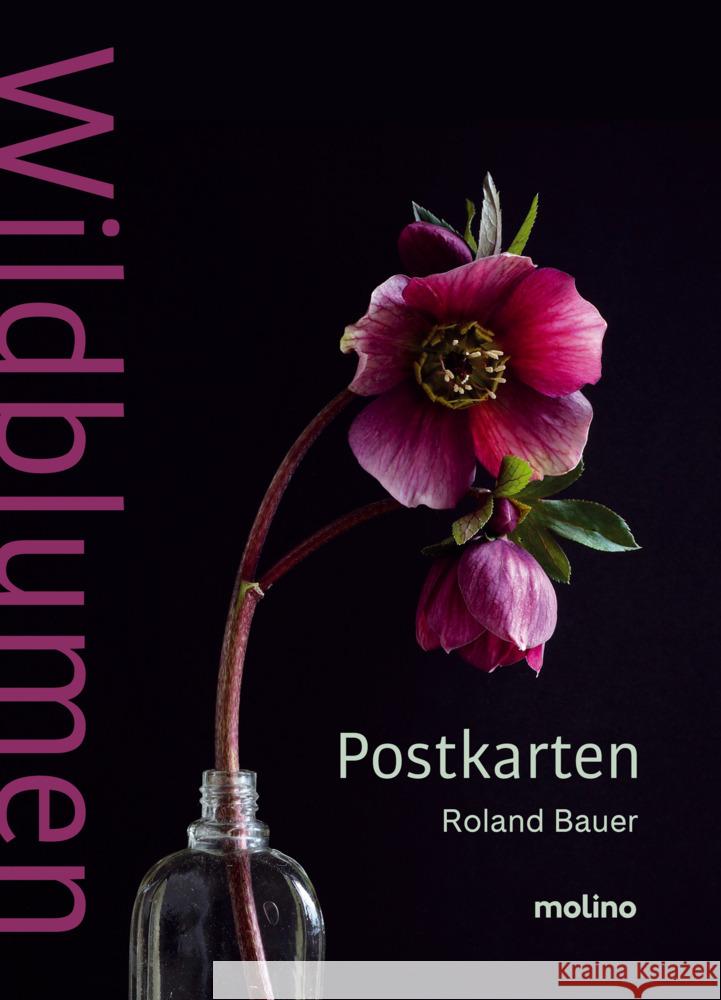 Wildblumen Bauer, Roland 9783948696818