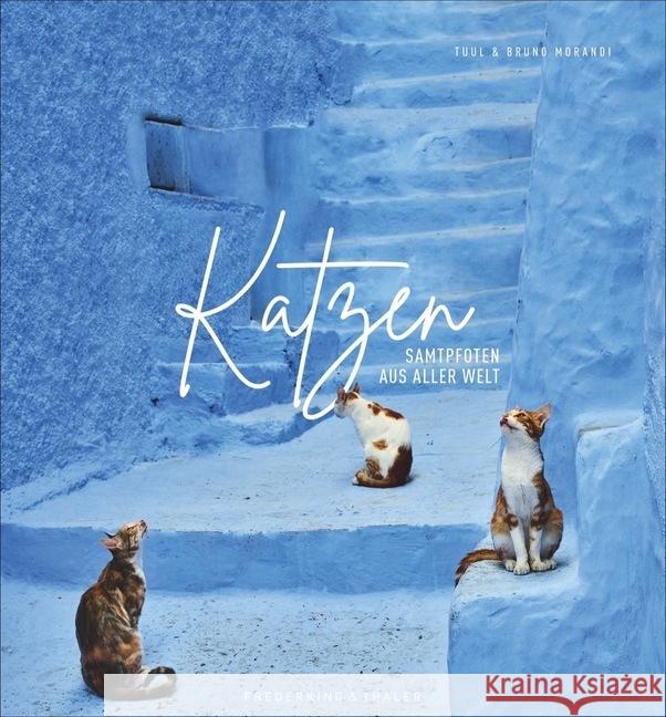 Katzen : Samtpfoten aus aller Welt Morandi, Tuul; Morandi, Bruno 9783954163182