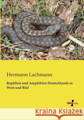Reptilien und Amphibien Deutschlands in Wort und Bild Hermann Lachmann 9783956107733