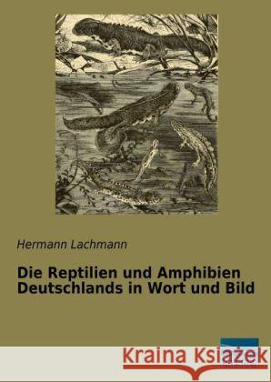 Die Reptilien und Amphibien Deutschlands in Wort und Bild Lachmann, Hermann 9783956923722