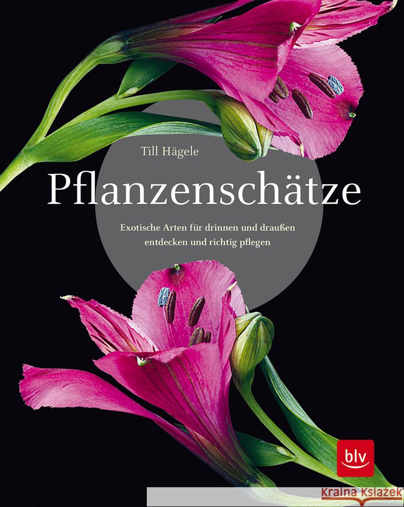 Pflanzenschätze Hägele, Till 9783967470277 BLV Buchverlag